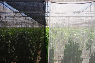 Black Shade Nets vs. White Shade Nets: Which Color Is Best for Your Crops?